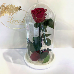 Стабилизированная роза B830145 под стеклянным куполом бордово-малиновая 27 см. 