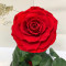 Троянда у колбі 33 см стабілізована червона B830158