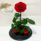 Троянда у колбі 33 см стабілізована червона B830158