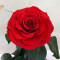 Троянда у колбі B830157 червона діамантова 33 см