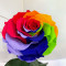 Троянда стабілізована B830171 Lerosh у колбі різнокольорова 33 см.